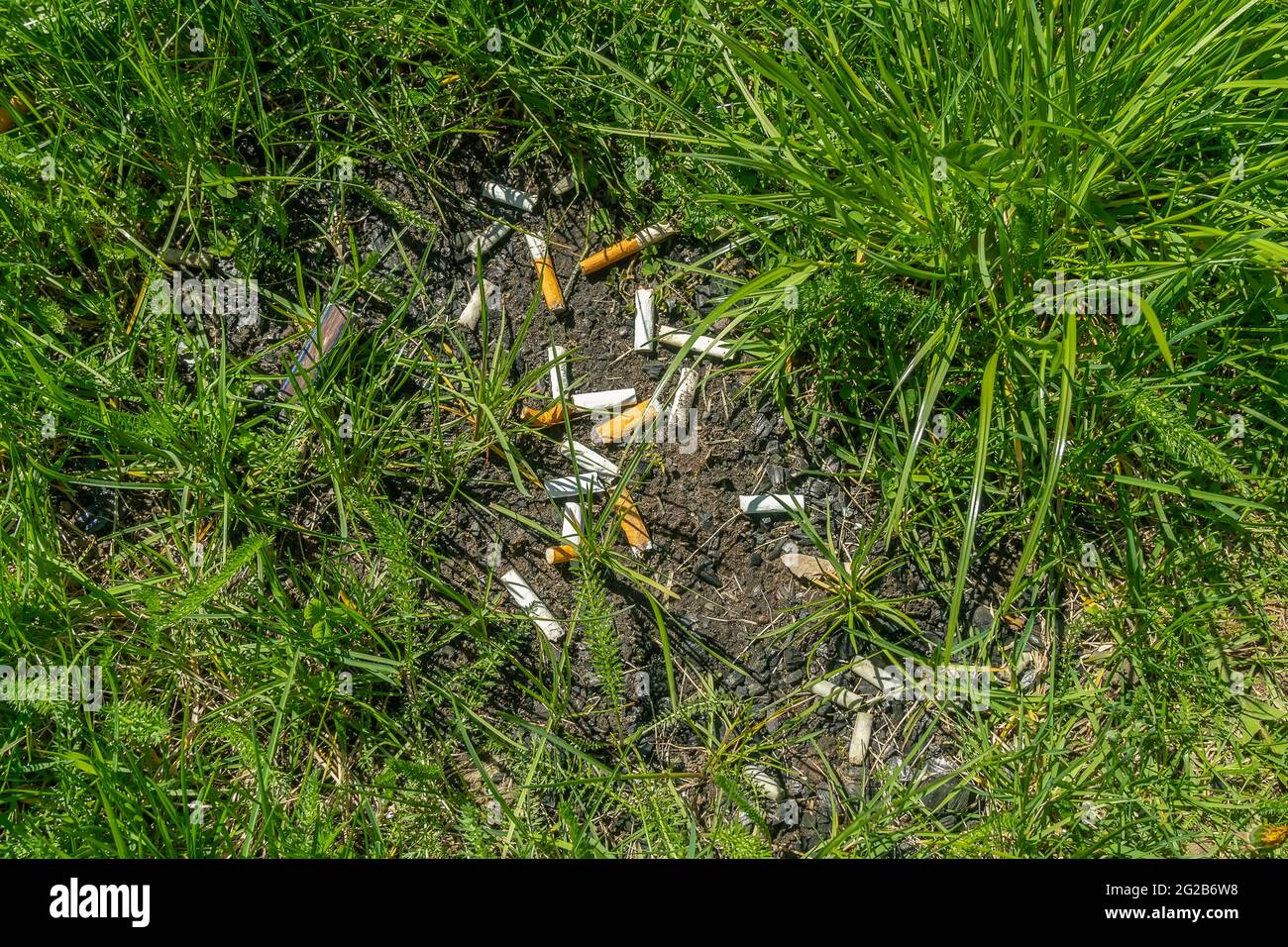 A lot of discarded cigarette butts in the grass. Cigarette butts on the ...