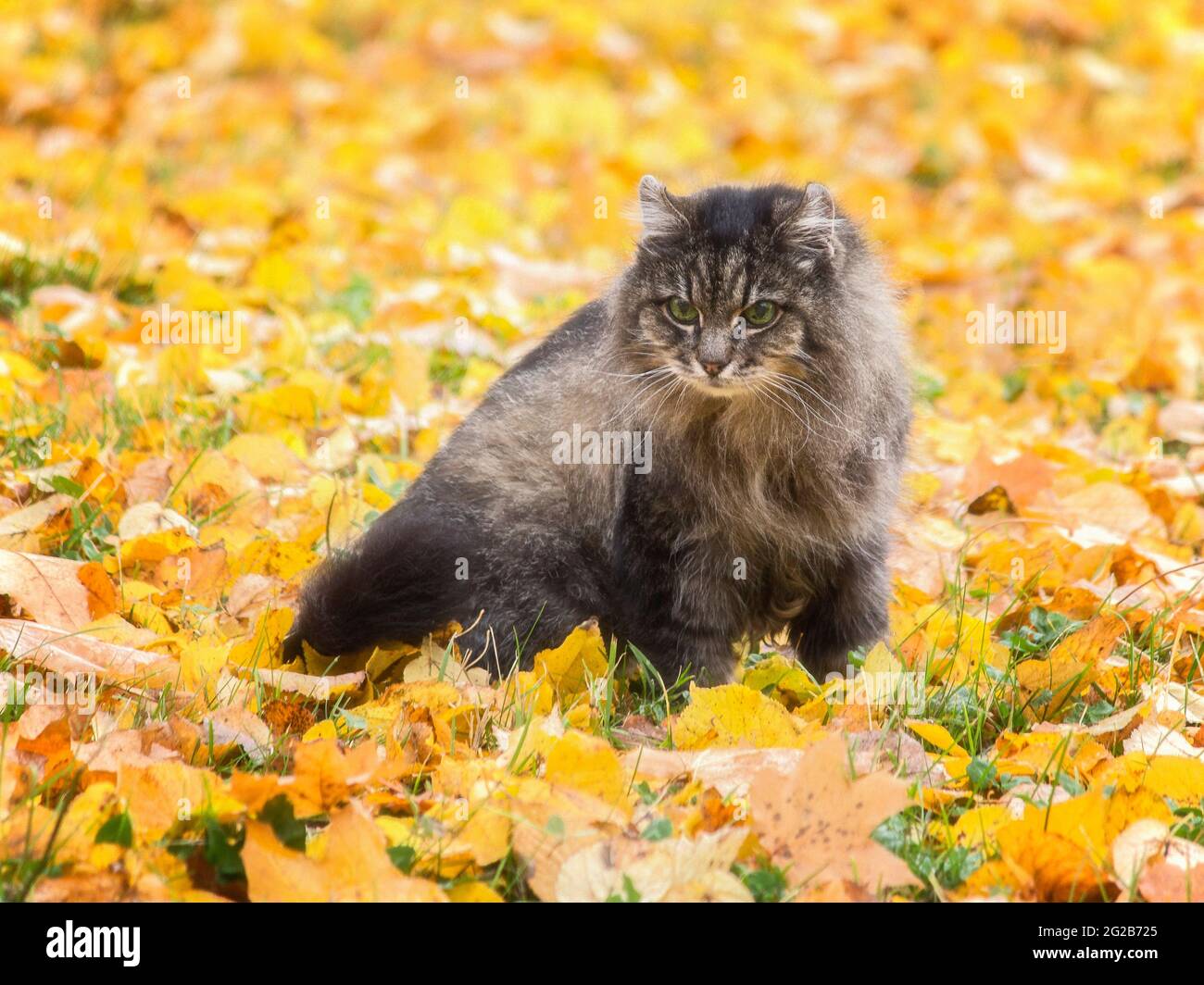 Wonderful autumn walk of cats on fallen leaves Stock Photo - Alamy