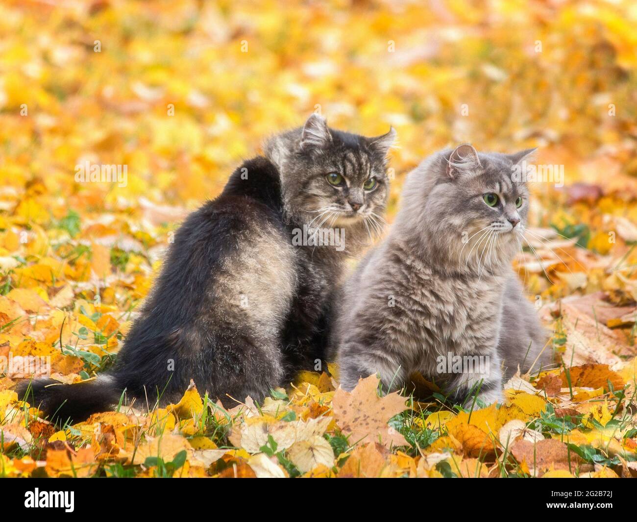Wonderful autumn walk of cats on fallen leaves Stock Photo - Alamy
