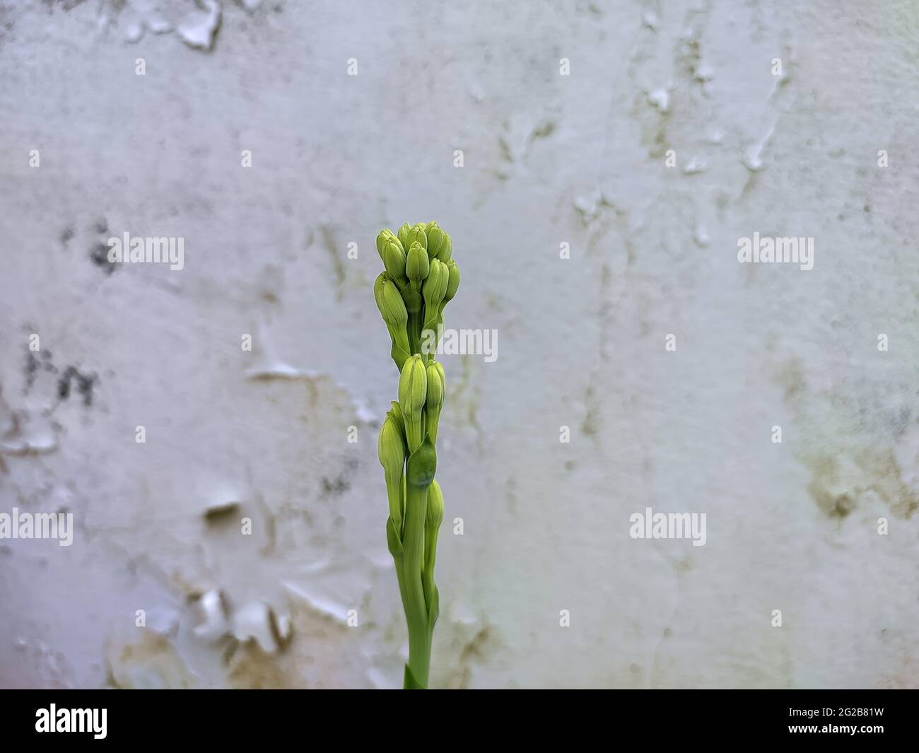 Selective focus shot of tuberose flower buds Stock Photo