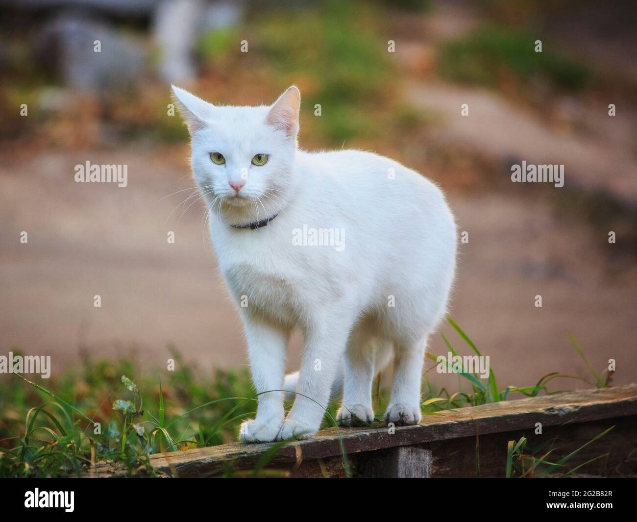 Wonderful autumn walk of cats on fallen leaves Stock Photo - Alamy