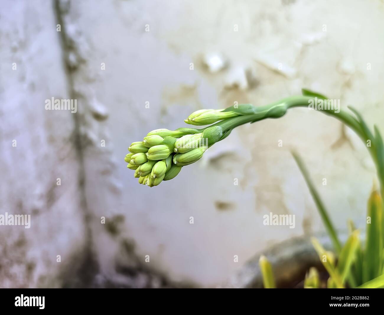 Selective focus shot of tuberose flower buds Stock Photo