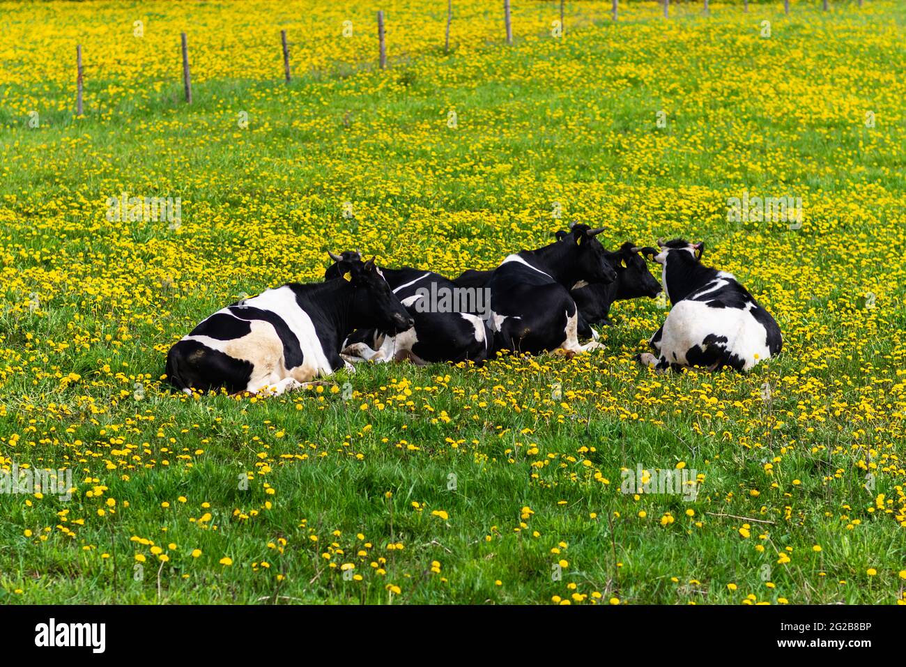 Black and white cows in a green grassy field on a bright and sunny day ...