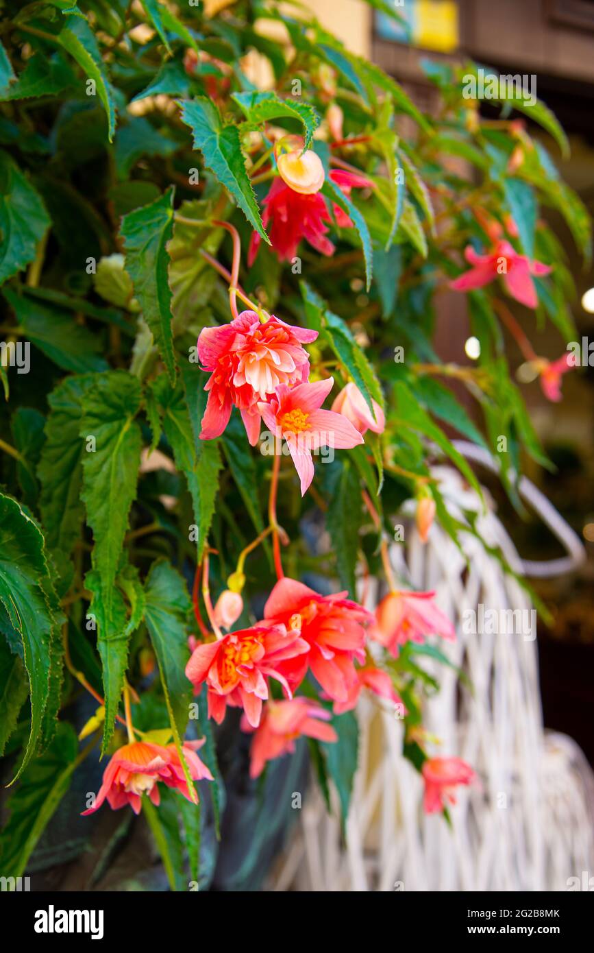 Red flowering Begonia in a city flower bed Stock Photo