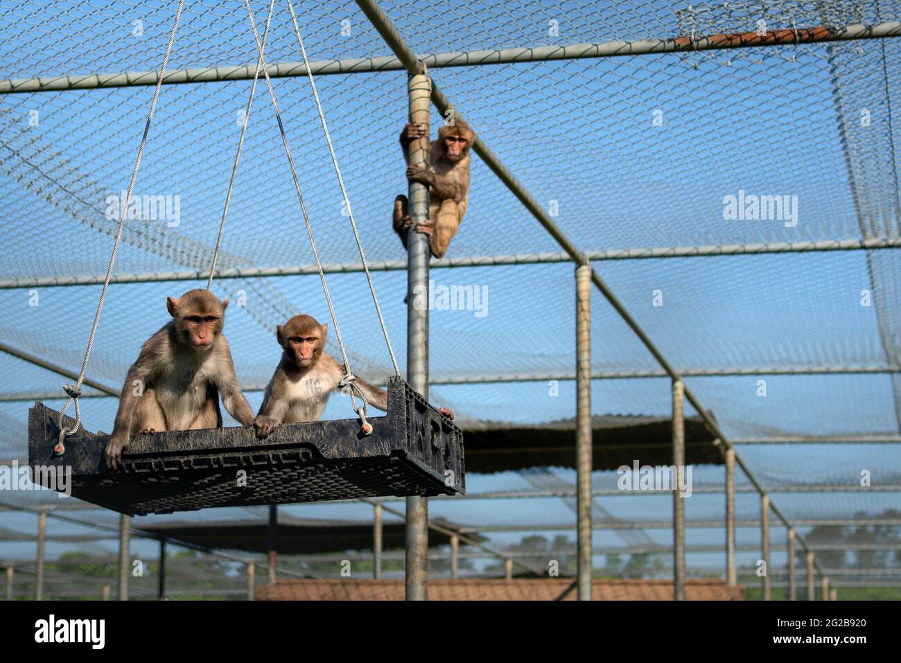Rhesus monkeys research hires stock photography and images Alamy
