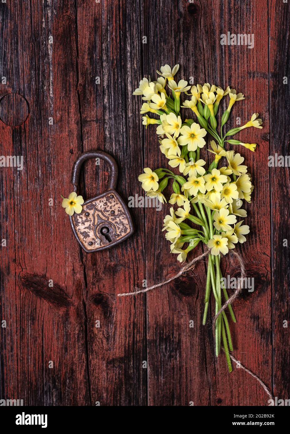 Beautiful bouquet of wild yellow primula veris or key flowers with rusty padlock on dark wooden background. Stock Photo