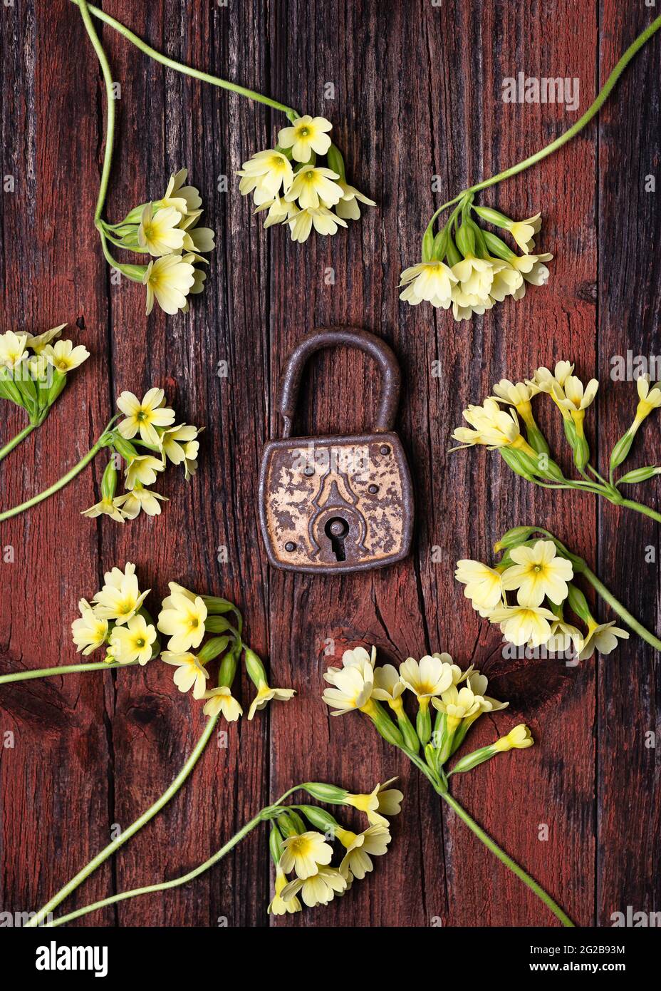 Old rusty padlock around spring wild yellow cowslip flowers on a rustic wooden background. (Primula veris) Stock Photo