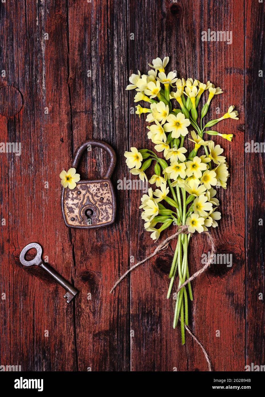 Beautiful bouquet of wild yellow cowslip flowers with rusty padlock and key on red dark wooden background. Stock Photo