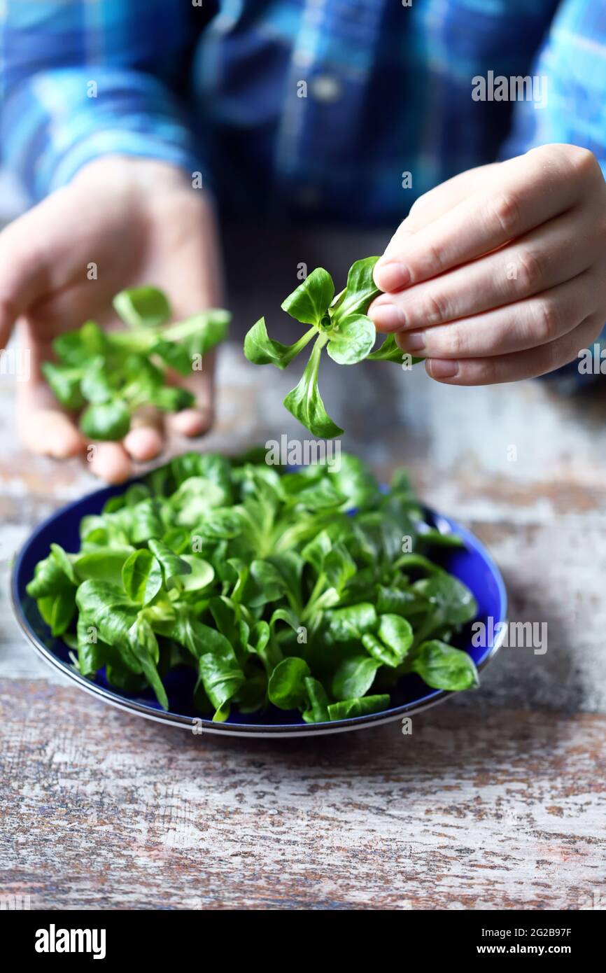 Fresh salad mash in male hands. Vegan food. Diet concept. Stock Photo