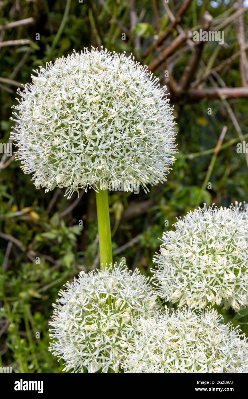 A close-up of white aliums hidden away in a secret garden Stock Photo