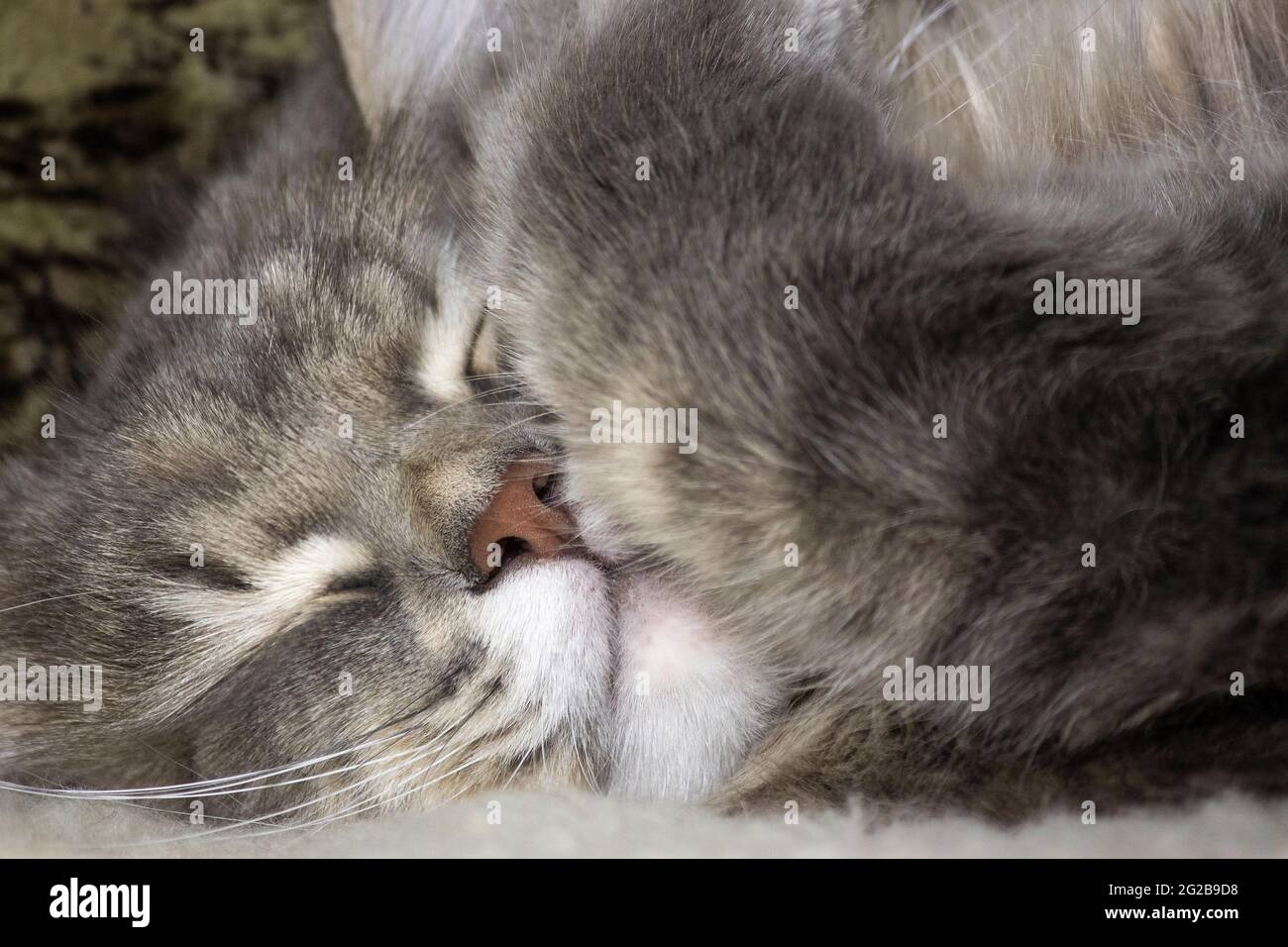 Sleeping cat in funny pose Stock Photo - Alamy