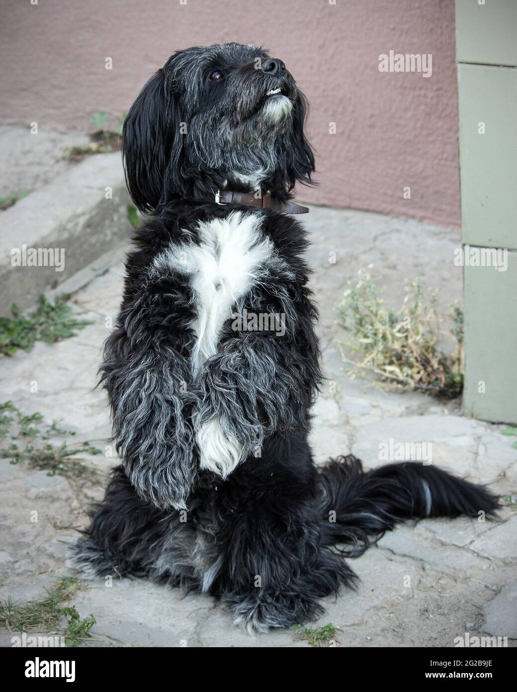 Portrait of dog outdoor Stock Photo