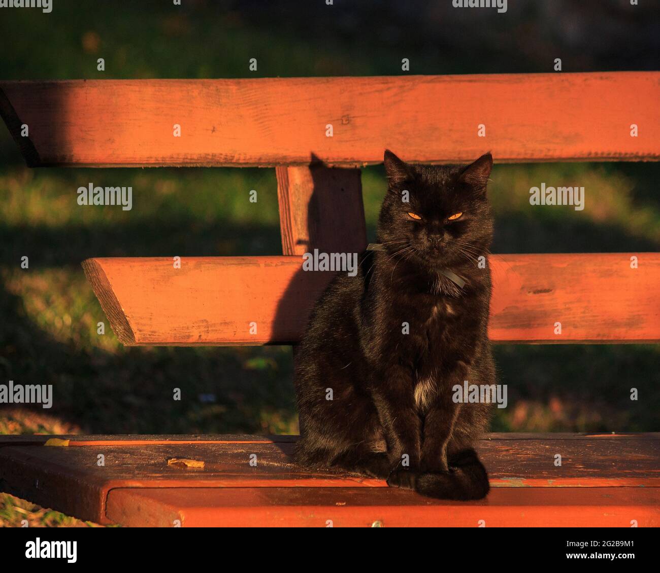 Wonderful autumn walk of cats on fallen leaves Stock Photo - Alamy