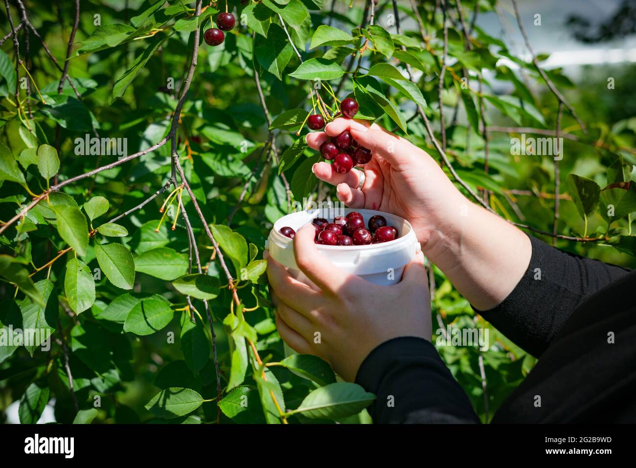 Red cherry tree hi-res stock photography and images - Alamy