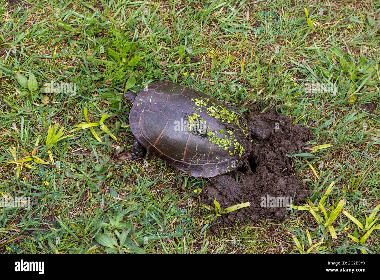 High angle view of a painted turtle - Chrysemys picta - digging a hole and nest in the dirt with her back flippers to lay her eggs. Reproduction. Stock Photo