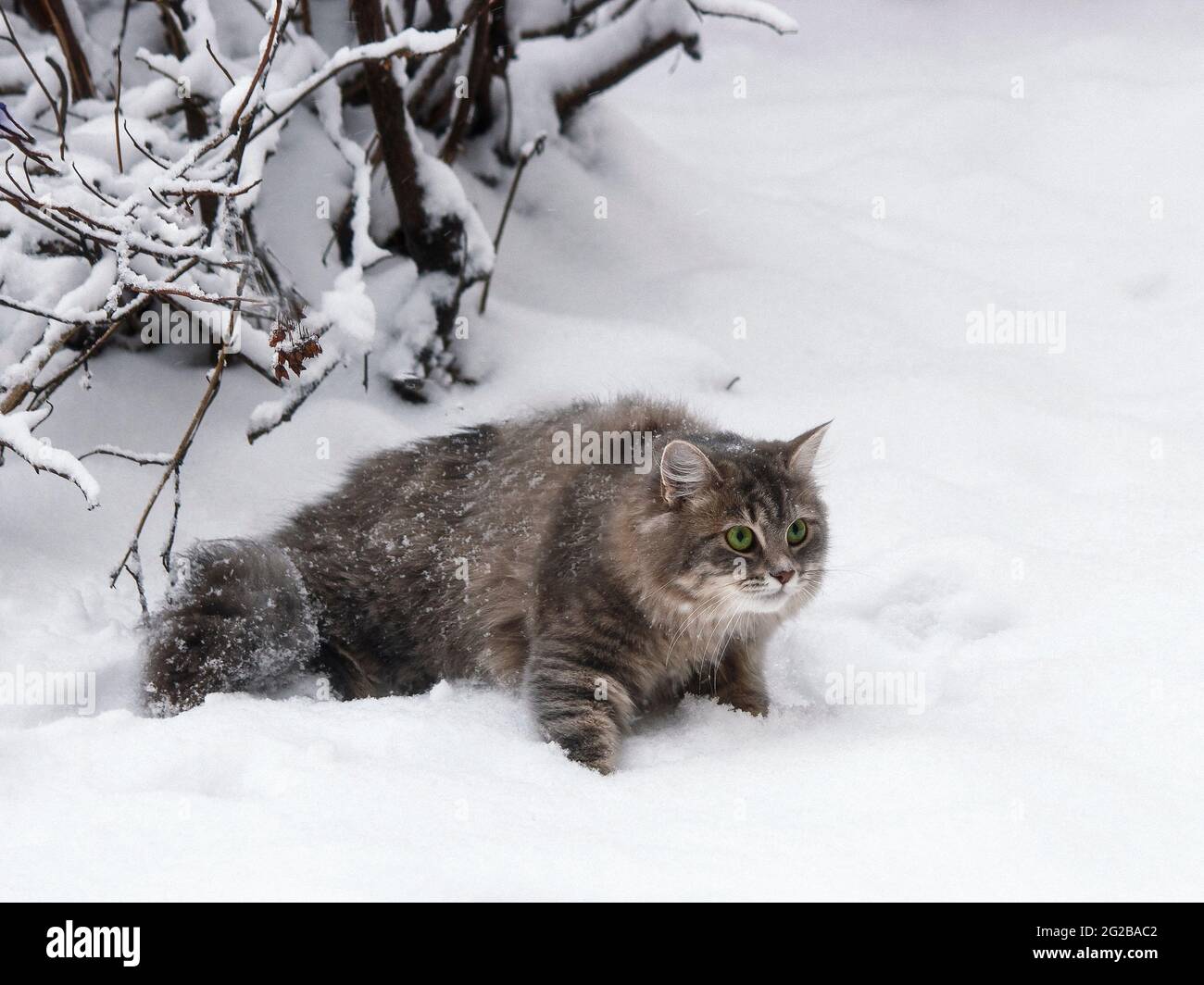 Winter walk in the snow of a curious cat Stock Photo