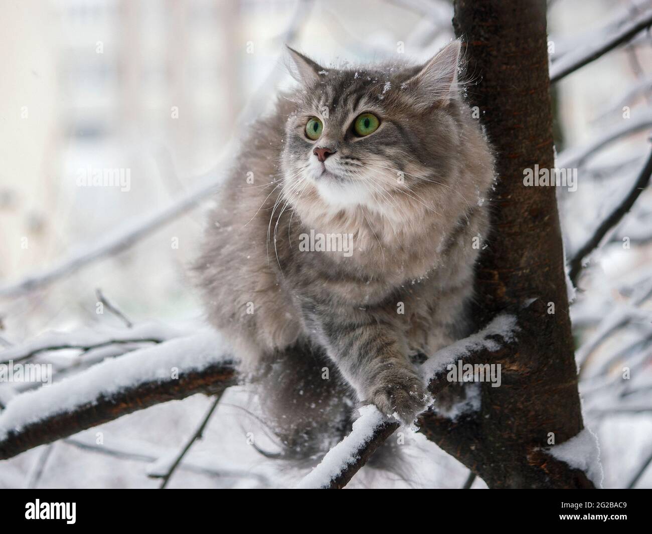 Winter walk in the snow of a curious cat Stock Photo