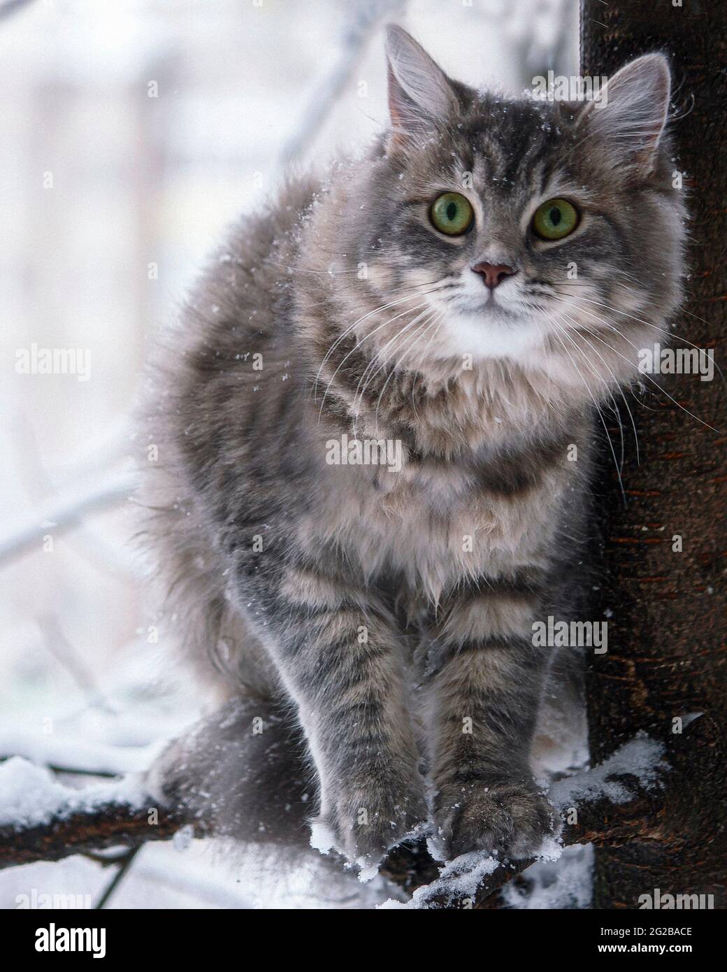 Winter walk in the snow of a curious cat Stock Photo