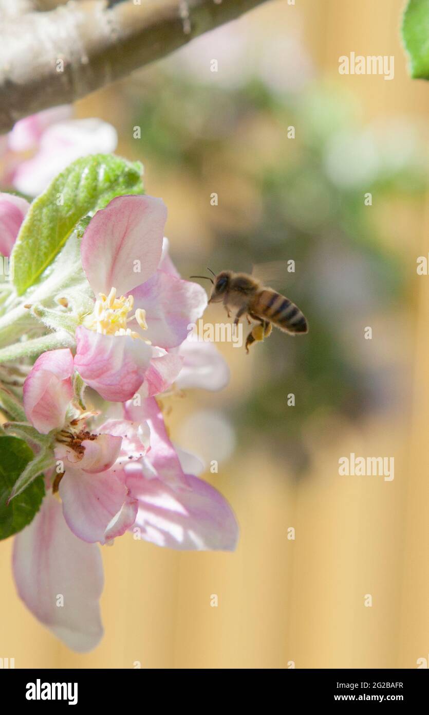 BEE collect pollen from apple blossom in garden Stock Photo