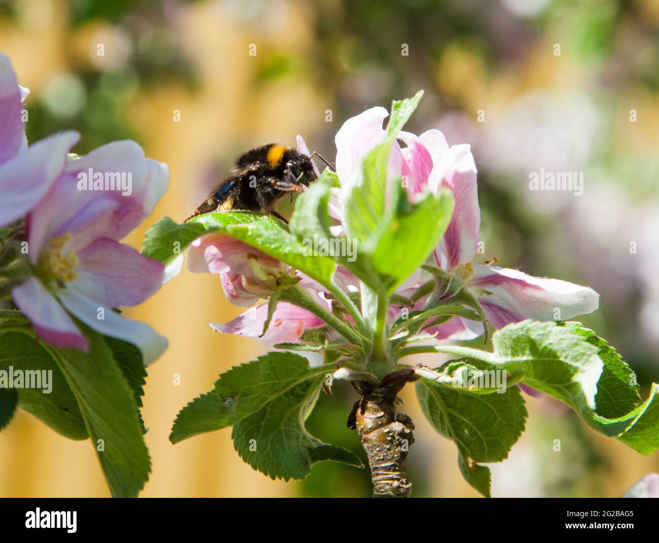 BUMBLEBEES collect pollen from apple blossom in garden Stock Photo