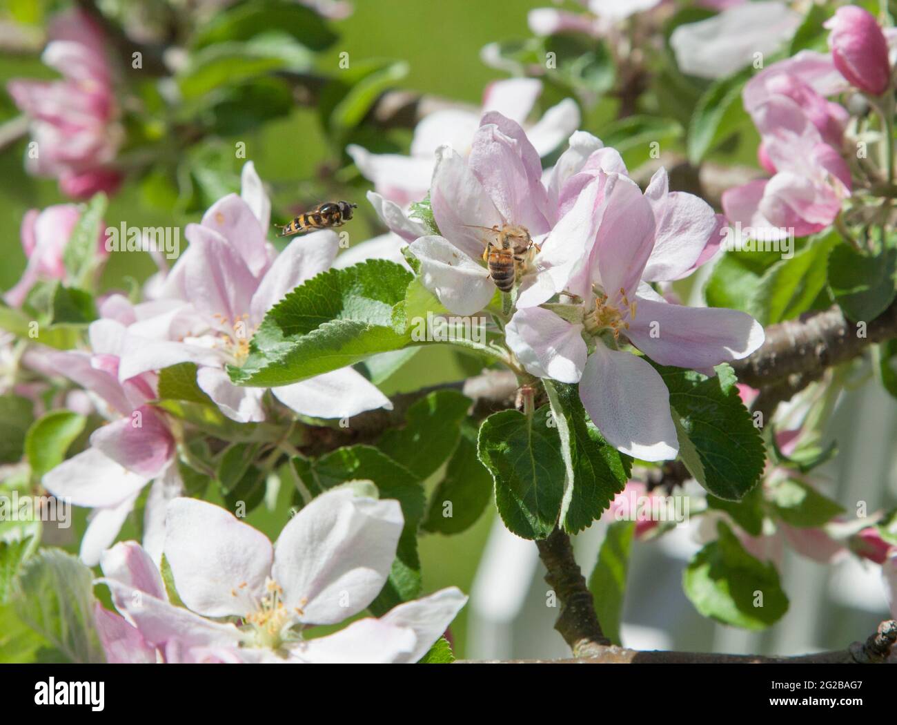 BEE collect pollen from apple blossom in garden Stock Photo