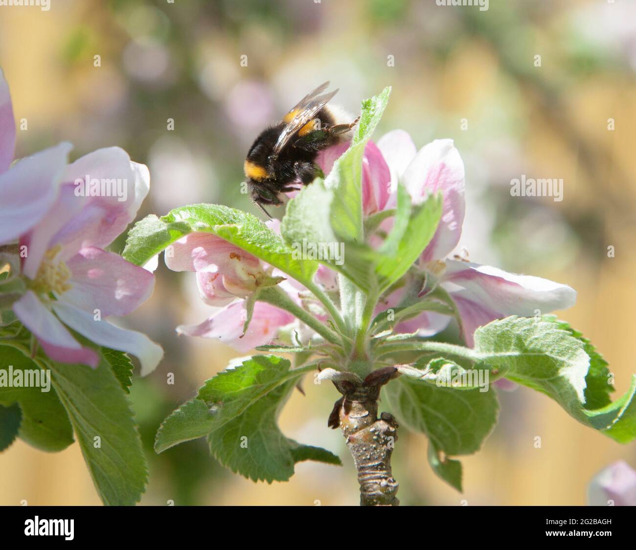 BUMBLEBEES collect pollen from apple blossom in garden Stock Photo