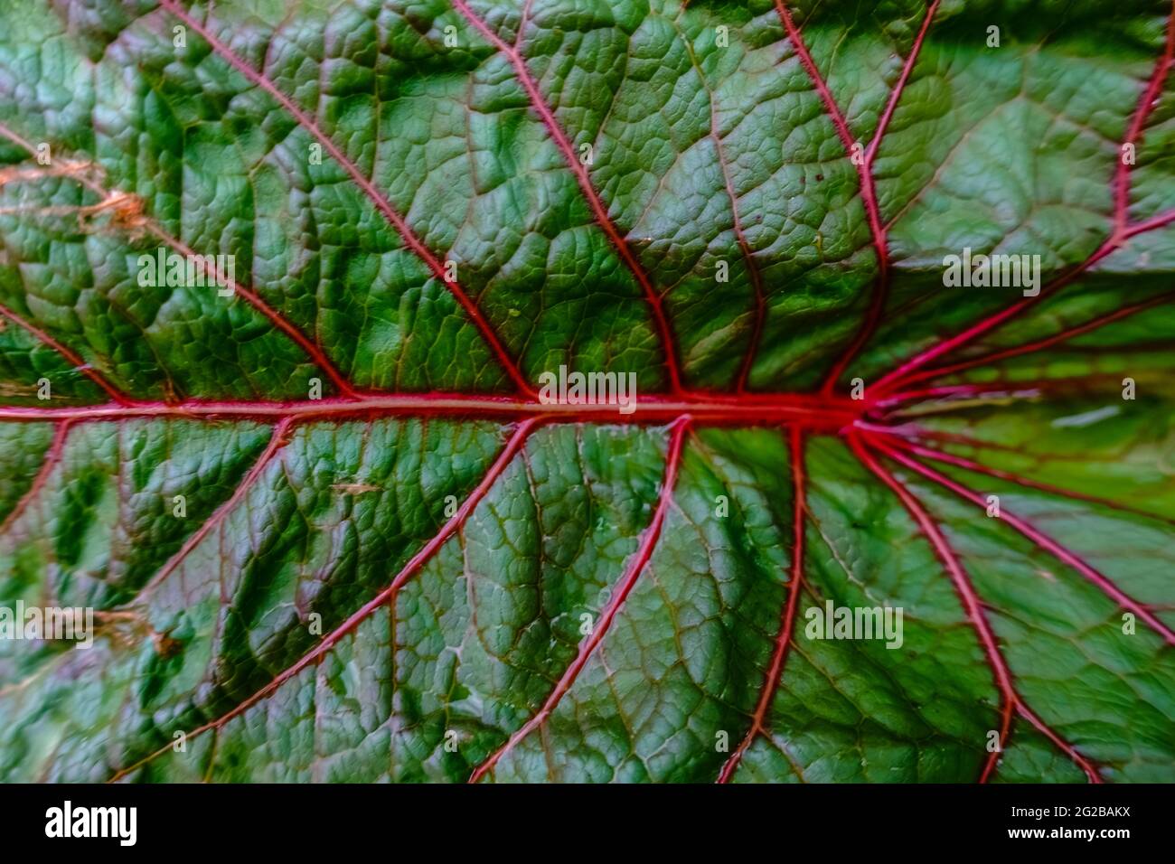 large green leaf with red veins in the nature Stock Photo Alamy