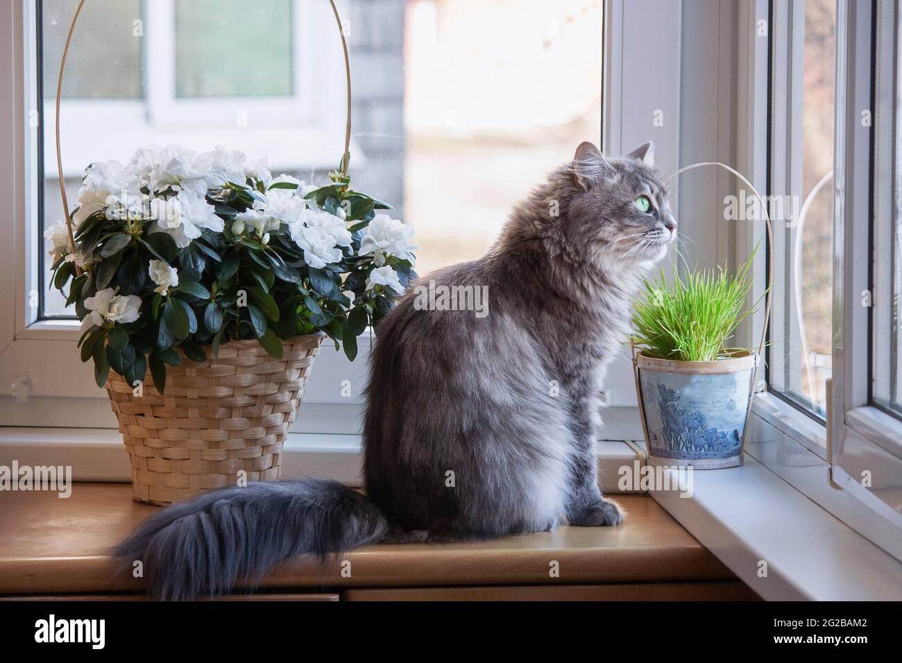 Adorable cat posing on a balcony with flowers Stock Photo
