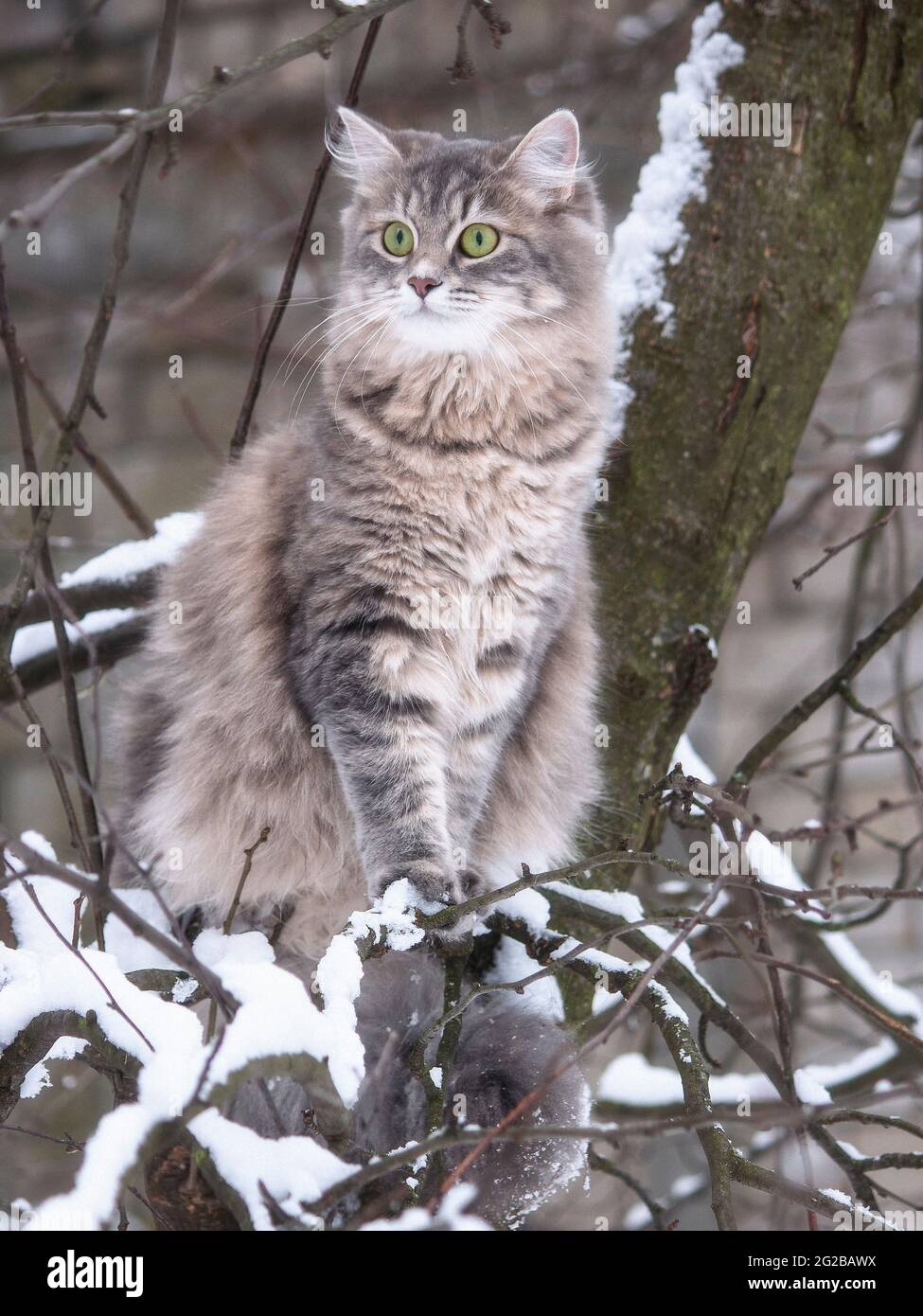 Winter walk in the snow of a curious cat Stock Photo