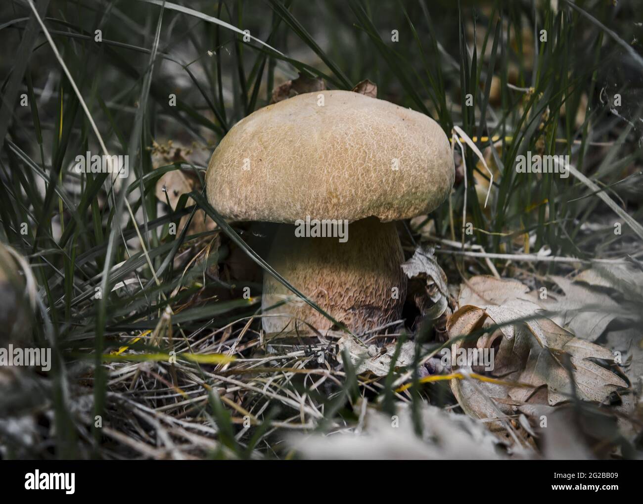 Closeup shot of a summer cep fungus growing in a forest Stock Photo - Alamy