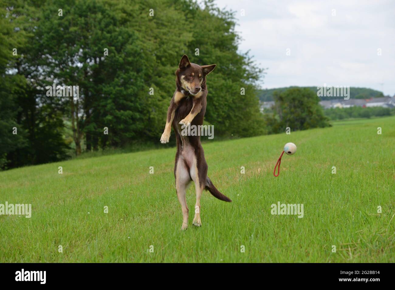 Dogs go for a walk and play in the meadow Stock Photo