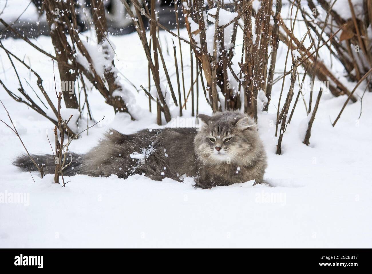 Winter walk in the snow of a curious cat Stock Photo