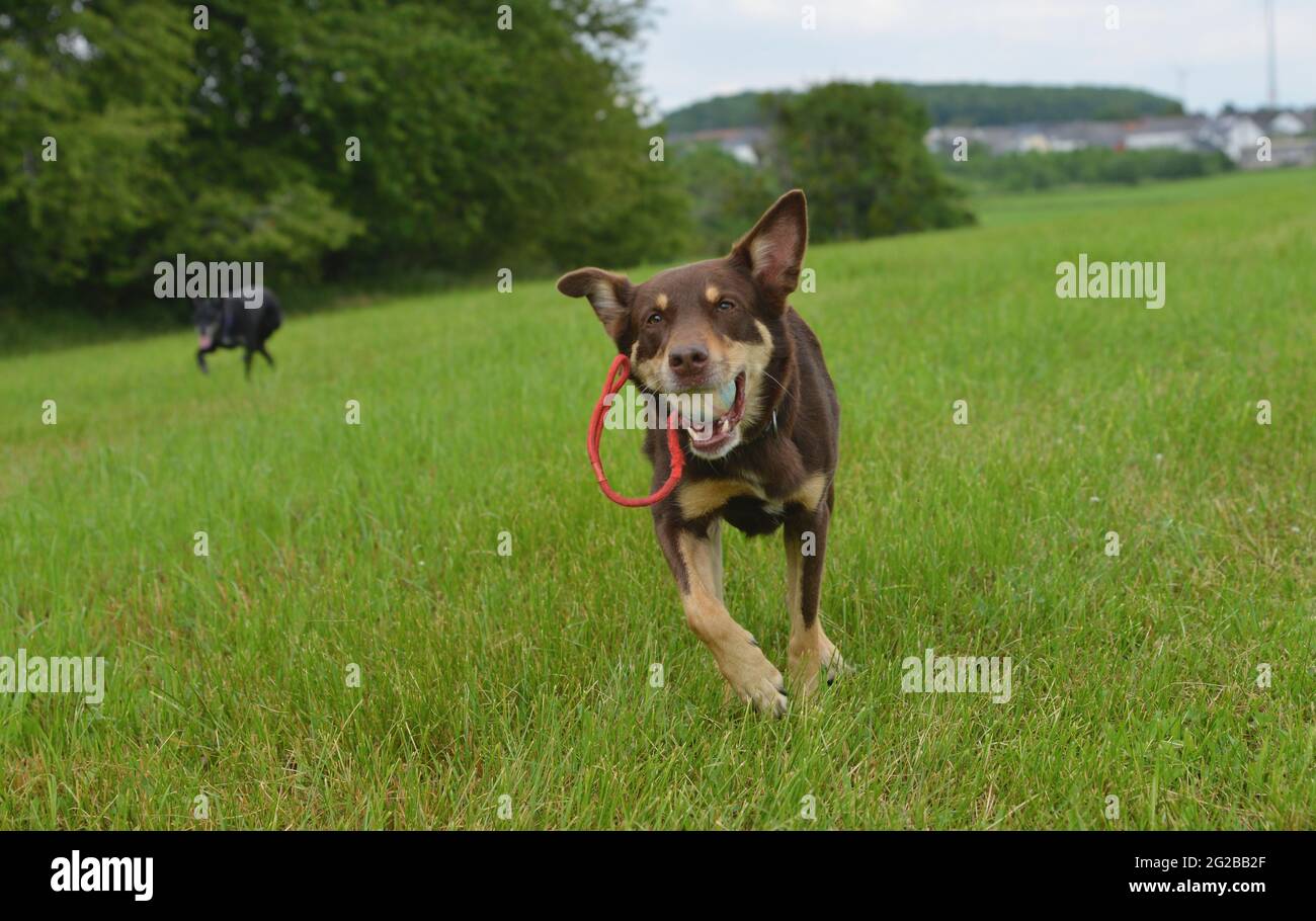 Dogs go for a walk and play in the meadow Stock Photo - Alamy