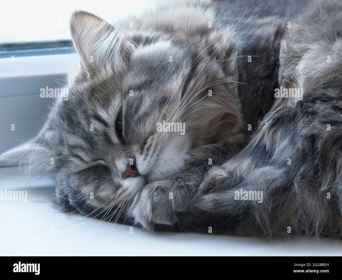 Sleeping cat in funny pose Stock Photo