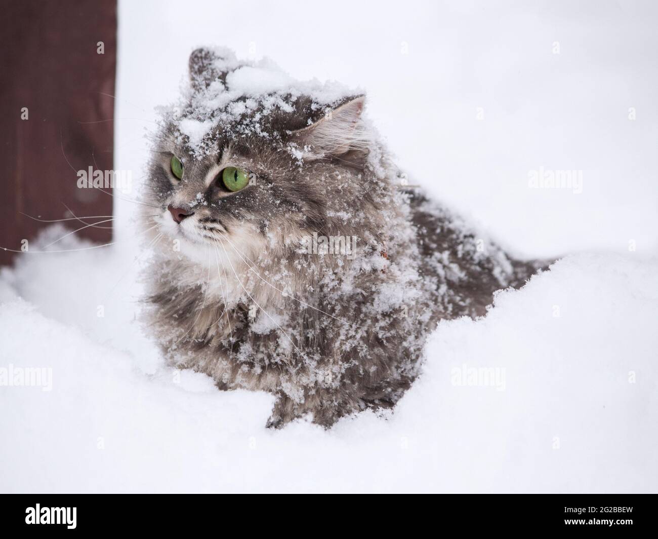 Winter walk in the snow of a curious cat Stock Photo