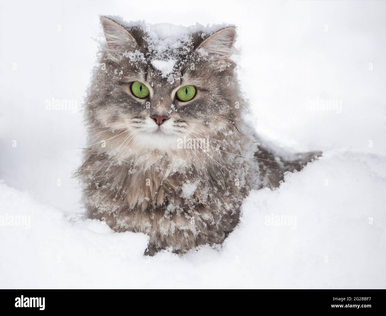 Winter walk in the snow of a curious cat Stock Photo