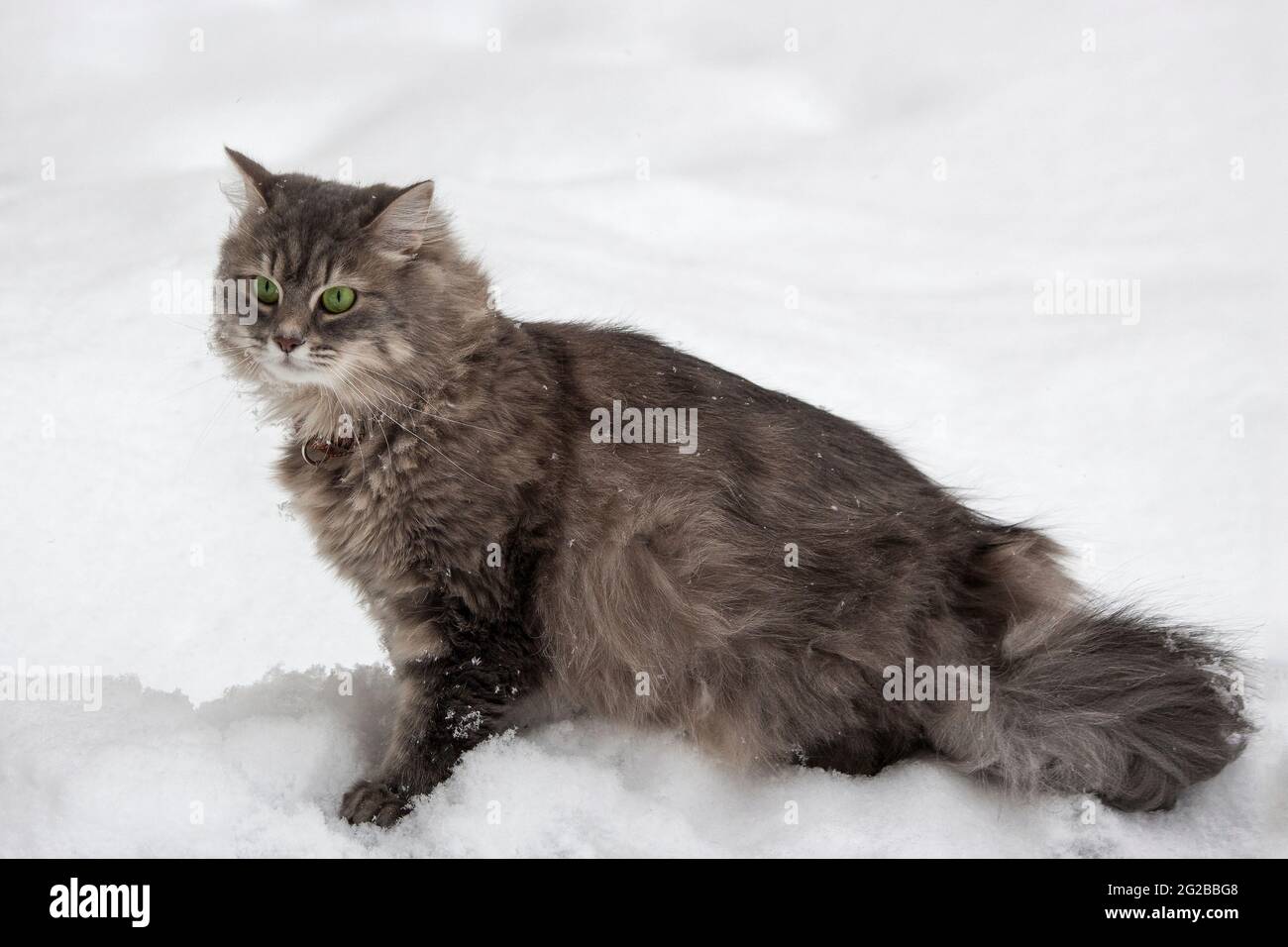 Winter walk in the snow of a curious cat Stock Photo