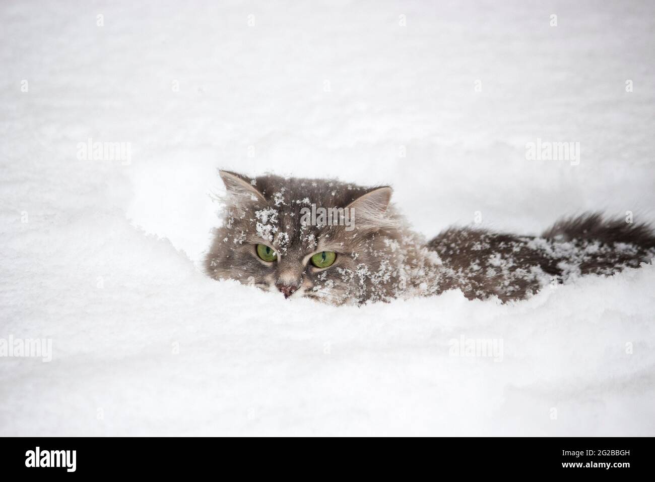 Winter walk in the snow of a curious cat Stock Photo