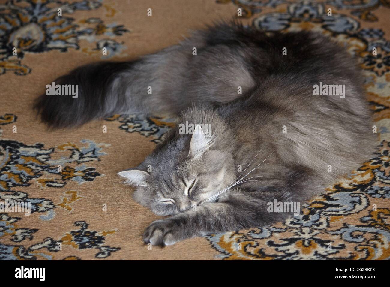 Sleeping cat in funny pose Stock Photo - Alamy