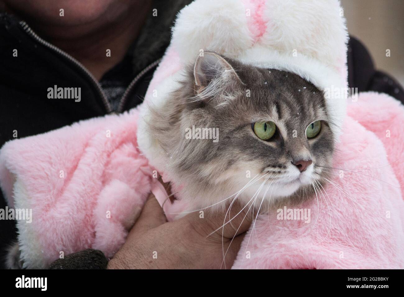 Winter walk in the snow of a curious cat Stock Photo