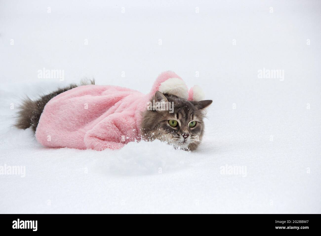 Winter walk in the snow of a curious cat Stock Photo