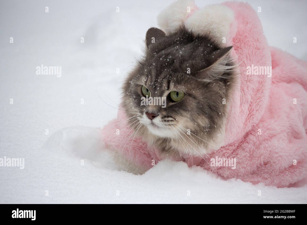 Winter walk in the snow of a curious cat Stock Photo