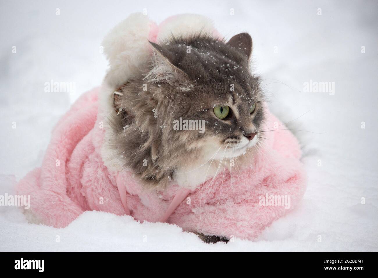 Winter walk in the snow of a curious cat Stock Photo