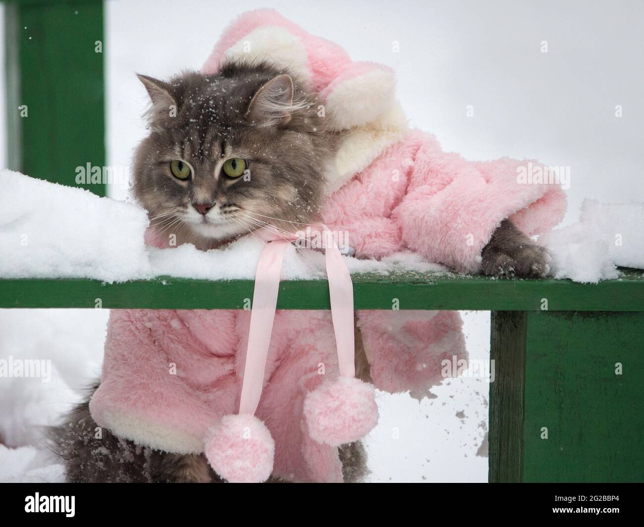 Winter walk in the snow of a curious cat Stock Photo