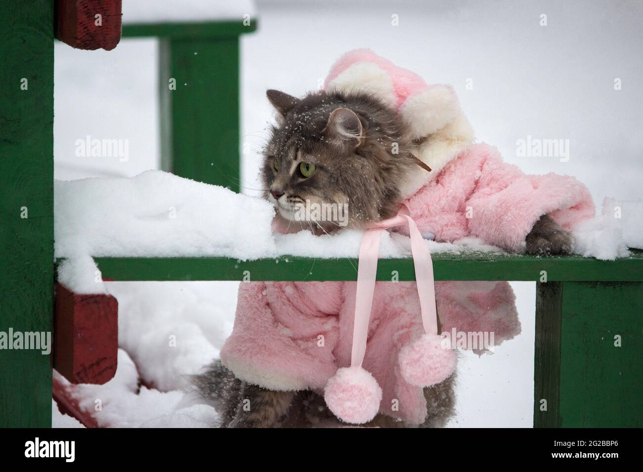 Winter walk in the snow of a curious cat Stock Photo