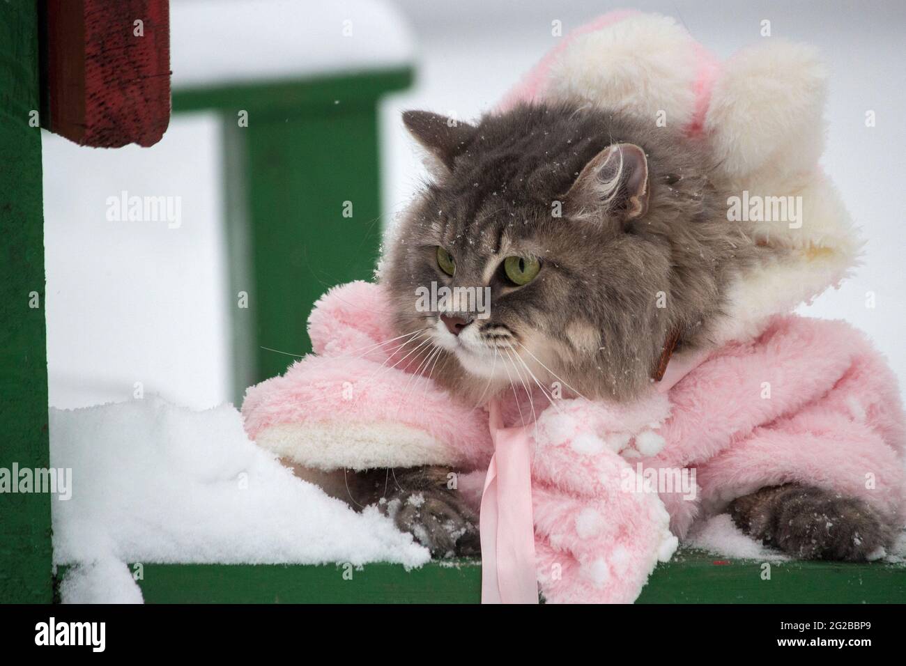 Winter walk in the snow of a curious cat Stock Photo