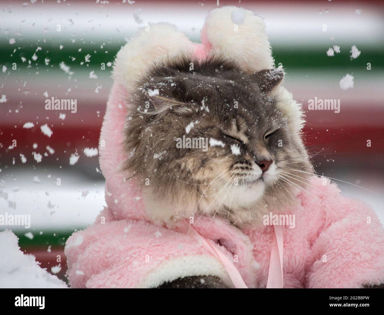 Winter walk in the snow of a curious cat Stock Photo