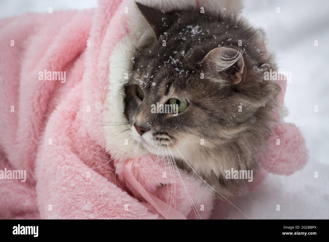 Winter walk in the snow of a curious cat Stock Photo