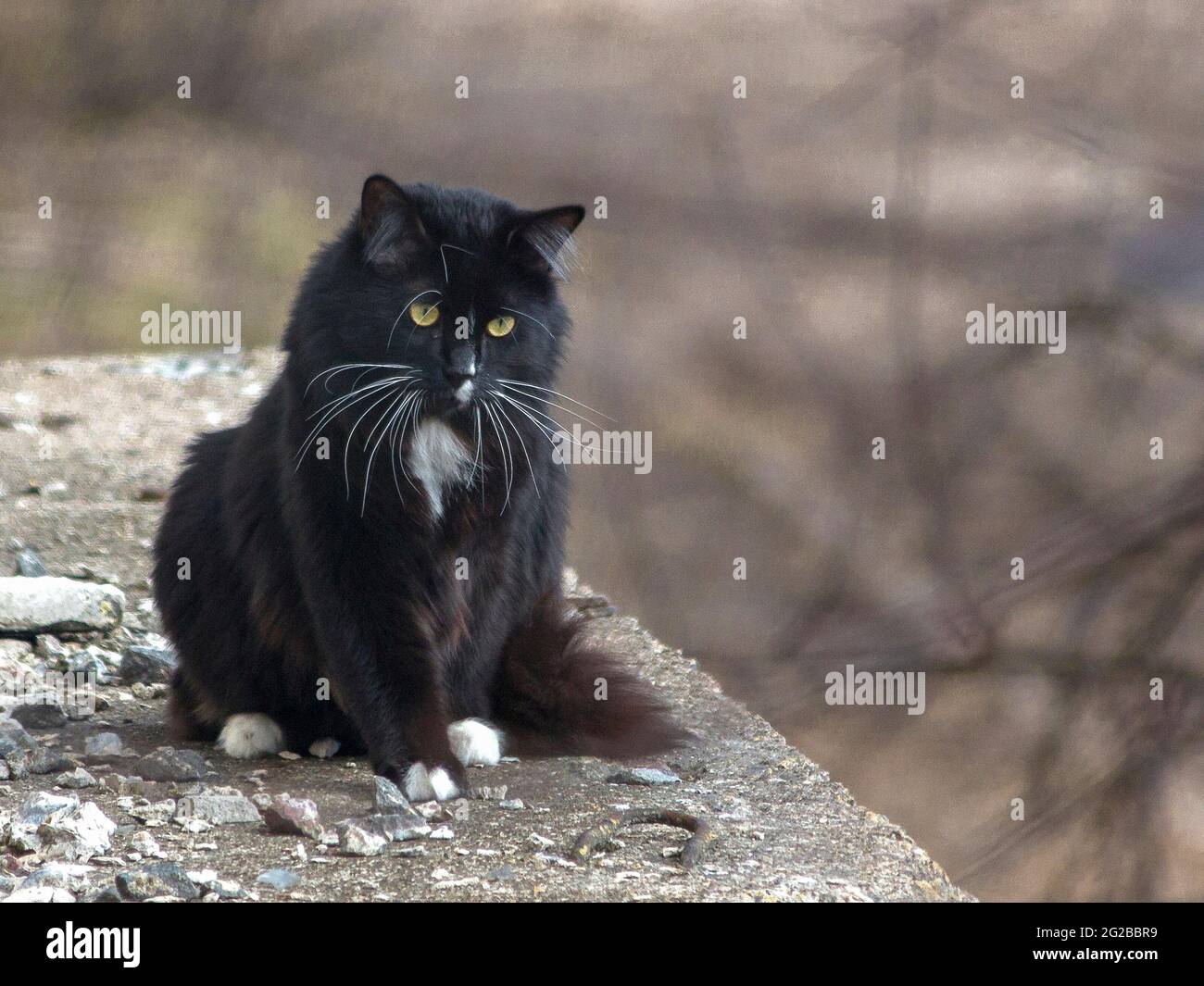 Adorable black cats walking outdoor Stock Photo Alamy