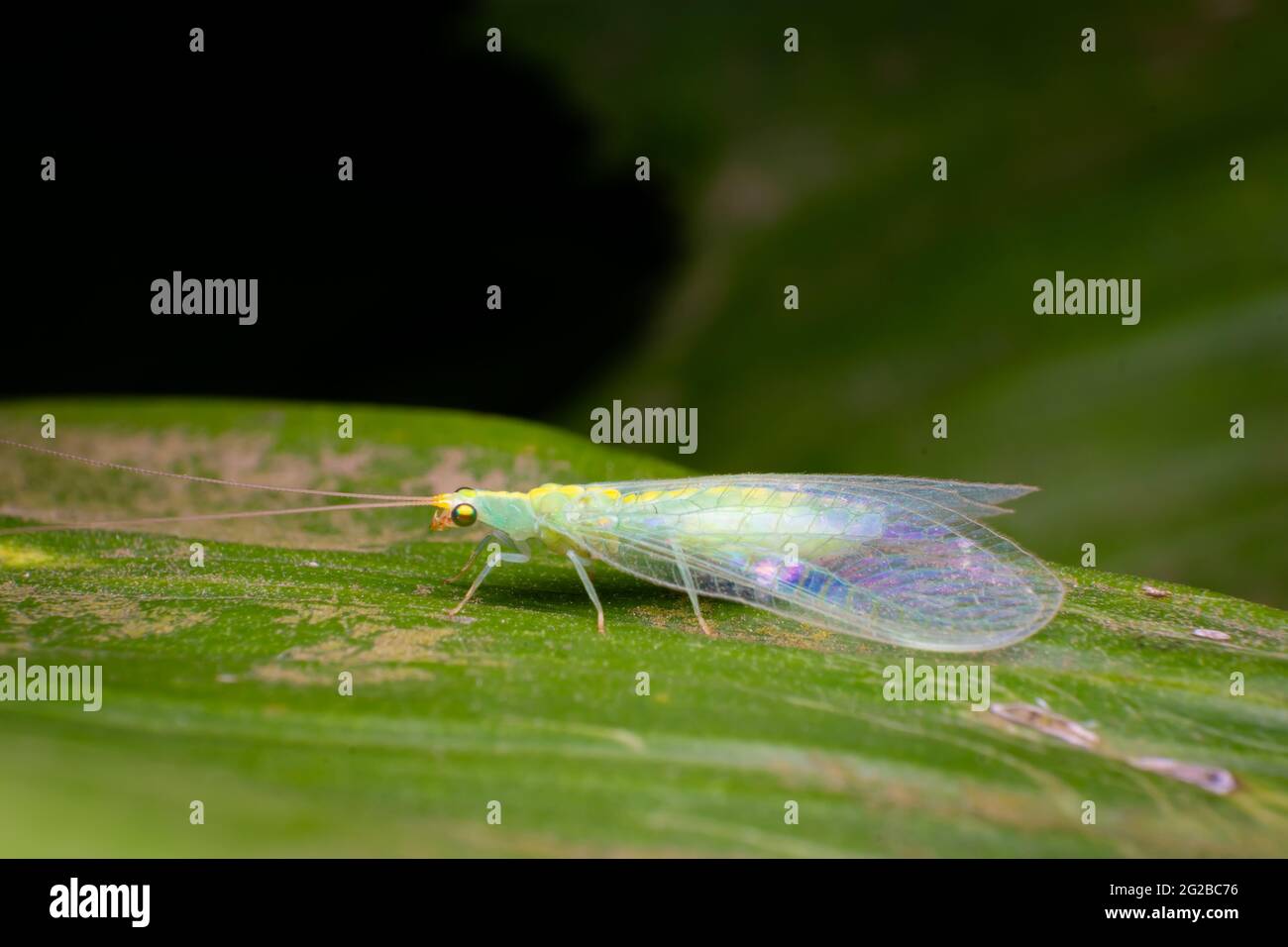 Green lacewing on the leaf. These insects are known as beneficial insects. Their larvae feed on soft-bodied insects like aphids. Stock Photo